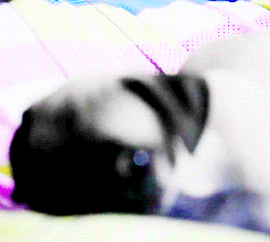 Mopshond GIF. Dieren Lol Gifs Hond Mopshond Gevangen 