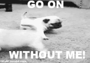 Honden GIF. Dieren Kerstmis Gifs Hond Mopshond Santa 