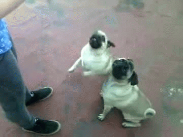 Anime Dieren Kawaii Gifs Mopshond Anine 