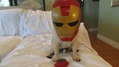 Mopshond GIF. Dieren Gifs Hond Mopshond Vangst 