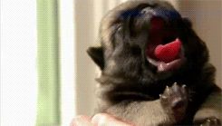 Mopshond GIF. Dieren Gifs Mopshond Vinger Mustach 