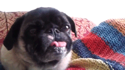 Mopshond GIF. Dieren Gifs Mopshond Likken Snel 