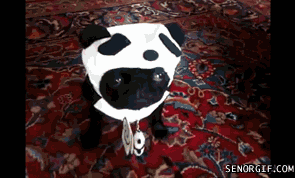Mopshond GIF. Dieren Gifs Mopshond 