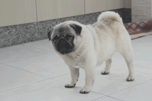 Dieren Gifs Mopshond 