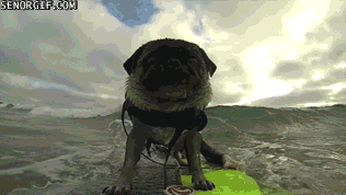 Dieren Gifs Mopshond 
