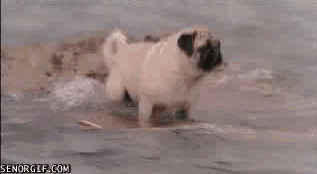 Dieren Zee Gifs Mopshond zeeschildpad 