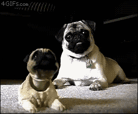 Baby GIF. Dieren Schattig Puppy Baby Gifs Hond Mopshond 