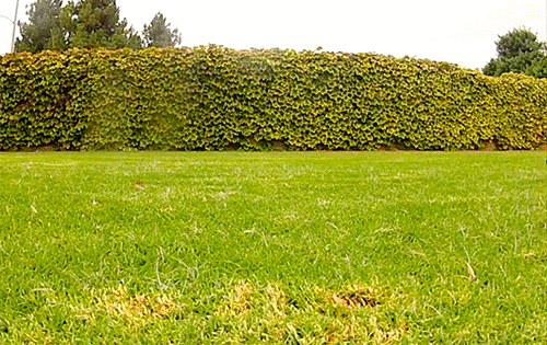Dieren Spelen Gifs Mopshond bijtend 