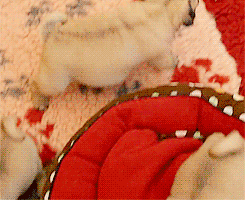 Honden GIF. Dieren Verjaardag Kaars Gifs Hond Mopshond 