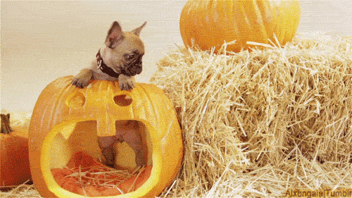 Dieren Kerstmis Gifs Hond Mopshond santa 