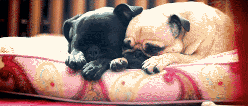 Dieren Zee Gifs Mopshond zeeschildpad 