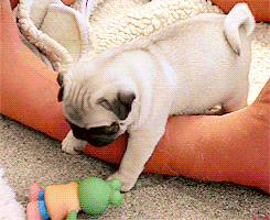 Mopshond GIF. Dieren Puppy Gifs Hond Mopshond 