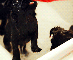 Mopshond GIF. Dieren Zee Gifs Mopshond Zeeschildpad 