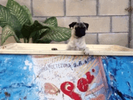 Mopshond GIF. Dieren Gifs Hond Mopshond Pugs 