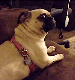 Honden GIF. Dieren Honden Schattig Gifs Hond Mopshond Hongerig Handtastelijkheden Behandelen 