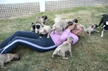 Dieren Puppy Gifs Mopshond 
