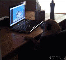 Honden GIF. Dieren Lol Gifs Hond Mopshond Gevangen 