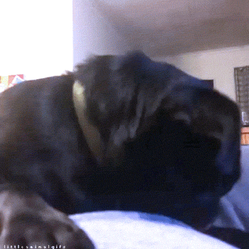 Dieren Gifs Mopshond 