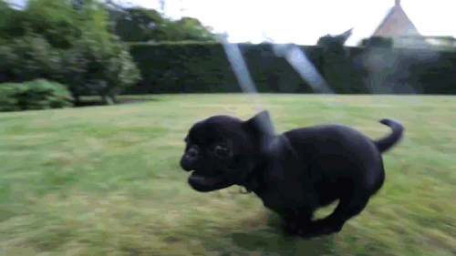 Dieren Grappig Schattig Baby Gifs Hond Mopshond voortvarend wandelaar walkng 