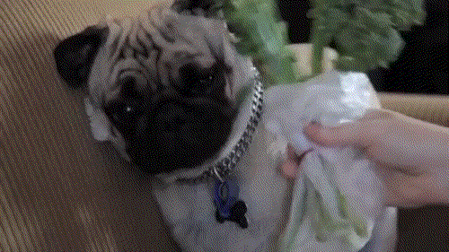 Dieren Broccoli Gifs Hond Mopshond pablo 