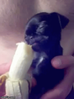 Dieren Gifs Mopshond 