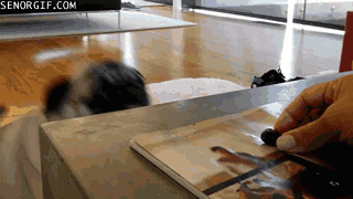 Dieren Gifs Mopshond 
