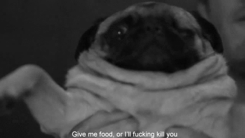 Dieren Gifs Mopshond 