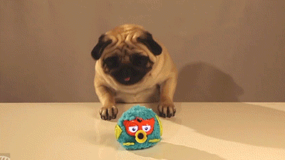 Dieren Grappig Schattig Gifs Hond Mopshond dans 