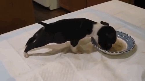 Dieren Televisie Tv Gifs Hond Mopshond volgend Bedrogen 