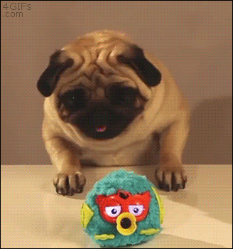 Dieren Gifs Mopshond speelbal 