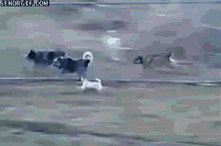 Dieren Verward Gifs Hond Mopshond deur het+wachten 