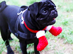 Mopshond GIF. Dieren Gifs Hond Mopshond 