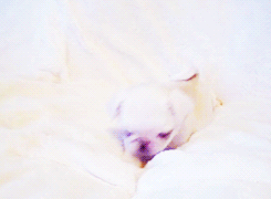 Honden GIF. Dieren Gifs Hond Mopshond Weinig Snuiven Ruikend 