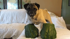 Honden GIF. Dieren Handen Gifs Hond Mopshond Schuit 