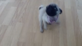 Dieren Gifs Hond Mopshond wtf aanval rage shampoo 