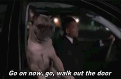 Honden GIF. Dieren Honden Water Vervoer Gifs Hond Mopshond Mythen 