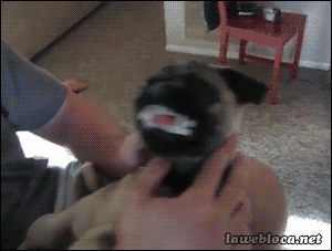 Mopshond GIF. Dieren Gifs Mopshond Ocd 