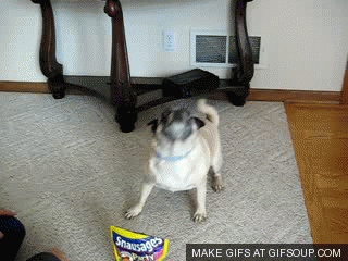 Dieren Gifs Mopshond marionet 