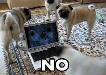 Mopshond GIF. Dieren Grappig Gifs Mopshond Brutaal Houding 