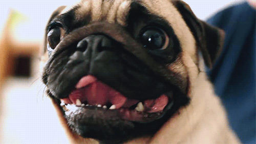 Dieren Gifs Hond Mopshond glimlach 