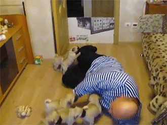 Dieren Grappig Gifs Hond Mopshond 