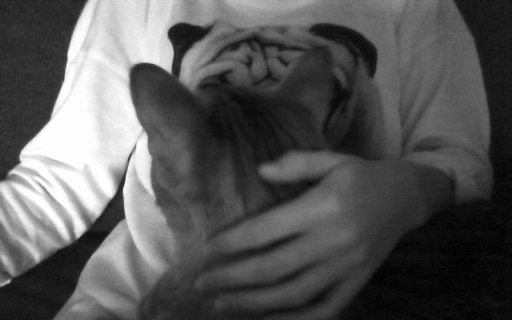 Dieren Gifs Hond Mopshond truc 