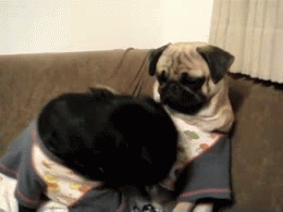 Honden GIF. Dieren Cartoons Kawaii Gifs Hond Mopshond Nee Frederatorblog Animaties Cartoonhangover 