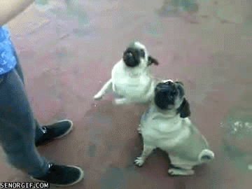 Dieren Honden Lol Gifs Mopshond animatie illustratie pugs foxadhd bruto 
