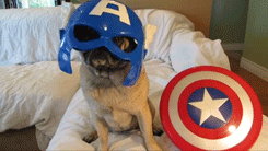 Mopshond GIF. Dieren Gifs Mopshond Likken Snel 