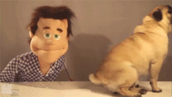 Mopshond GIF. Dieren Gifs Mopshond Marionet 