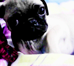 Honden GIF. Dieren Zoenen Gifs Hond Mopshond 