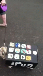 Honden GIF. Dieren Gifs Hond Mopshond Weinig Snuiven Ruikend 