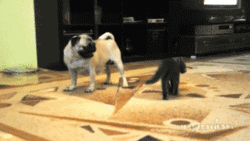 Mopshond GIF. Dieren Gifs Mopshond Speelbal 