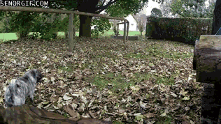 Dieren Gifs Mopshond 